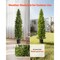 2 Pack Artificial Cedar Topiary Trees Faux Pine Plants for Indoor Outdoor Decor